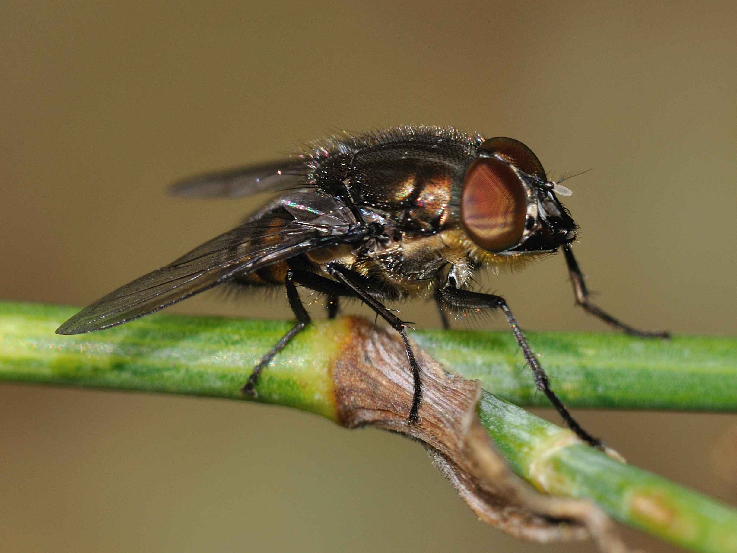 Conferma per Stomorhina lunata maschio